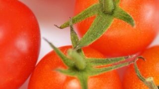 プチトマト栽培⑤