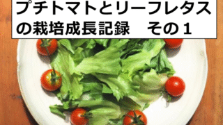 プチトマトと水耕栽培のリーフレタスの続き　その１
