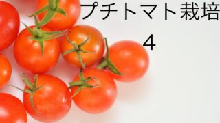 プチトマト栽培④