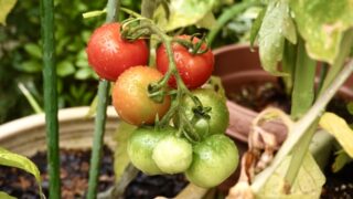 プチトマト栽培⑨　わき芽取り