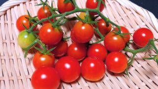 プチトマト栽培⑩　緑の実がなった♪