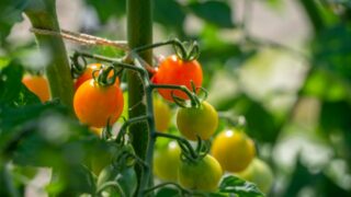 プチトマト栽培⑬　活力液を入れてみた