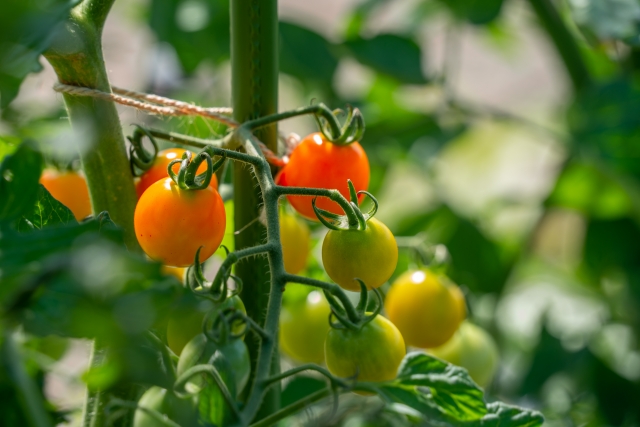 プチトマト栽培⑬　活力液を入れてみた