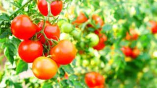 【職場で家庭菜園】プチトマト栽培⑪　７個の実が♪