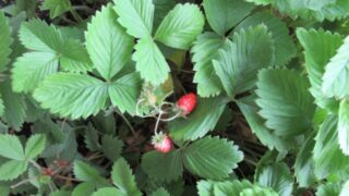 いちごを種から育てる③ 発芽した!