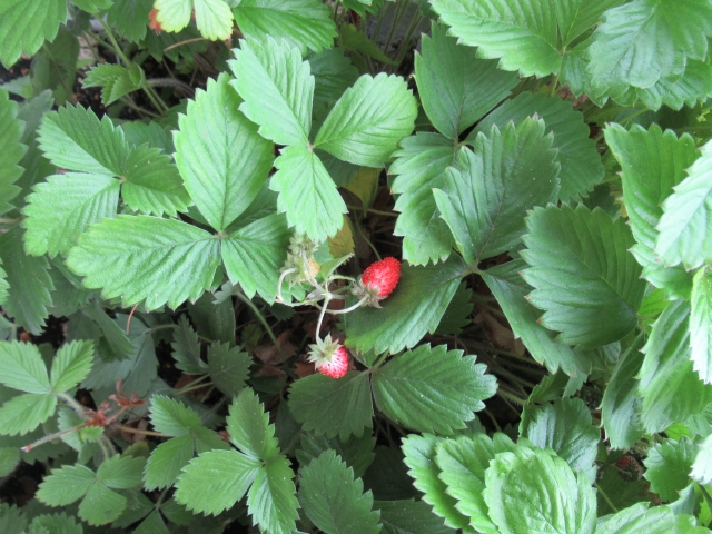 いちごを種から育てる③　発芽した！