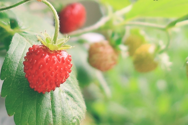 いちごを種から育てる・水耕栽培編⑤　液体肥料を入れる