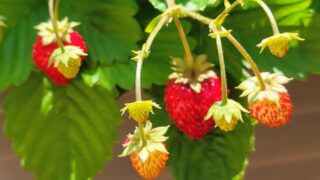 いちごを種から育てる・プランター栽培編① たまごパックを利用