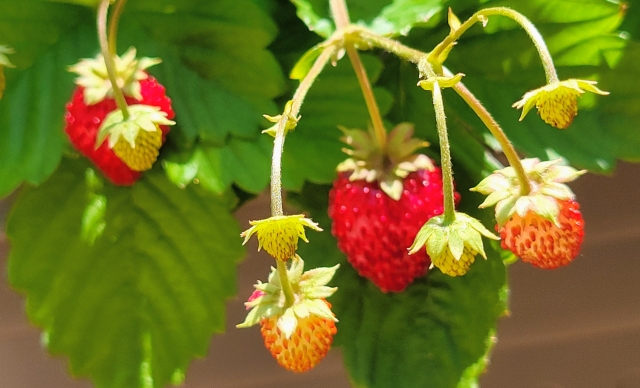 いちごを種から育てる・プランター栽培編①　たまごパックを利用