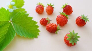 いちごを種から育てる② キッチンペーパーで発芽させる