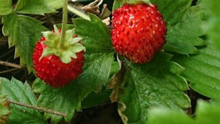 いちごを種から育てる① 苺の種を買う