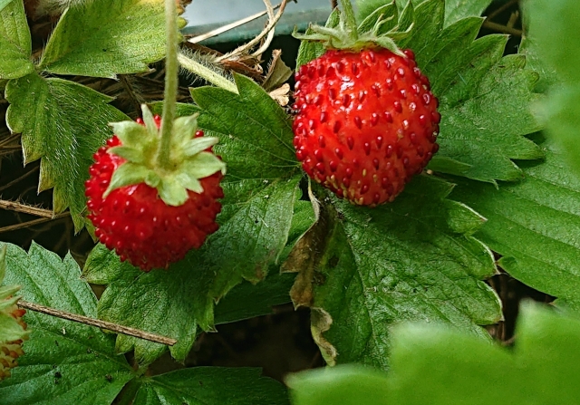 いちごを種から育てる①　苺の種を買う