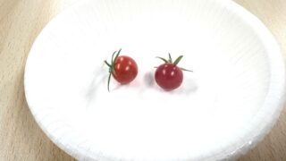 プチトマト栽培⑮　実食♪