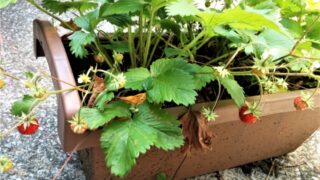 いちごを種から育てる・水耕栽培編④ 水耕栽培キットの使い方