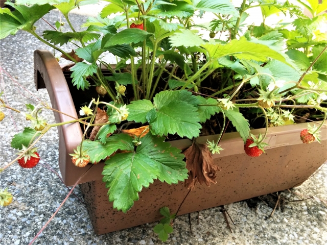 いちごを種から育てる④　水耕栽培キットの使い方