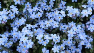 職場栽培　アラスカ産　忘れな草①