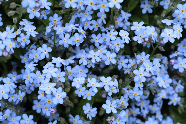 職場栽培　アラスカ産　忘れな草①