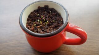 いちごを種から育てる・水耕栽培編⑥　小さな芽の成長