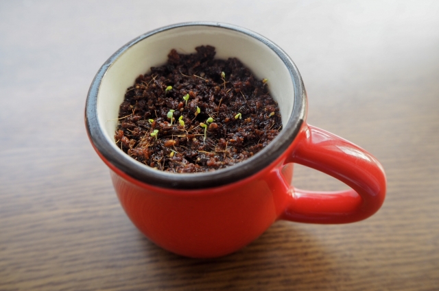 いちごを種から育てる・水耕栽培編⑥　小さな芽の成長