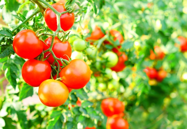 プチトマト栽培⑭　茎をさらにくねくね曲げる