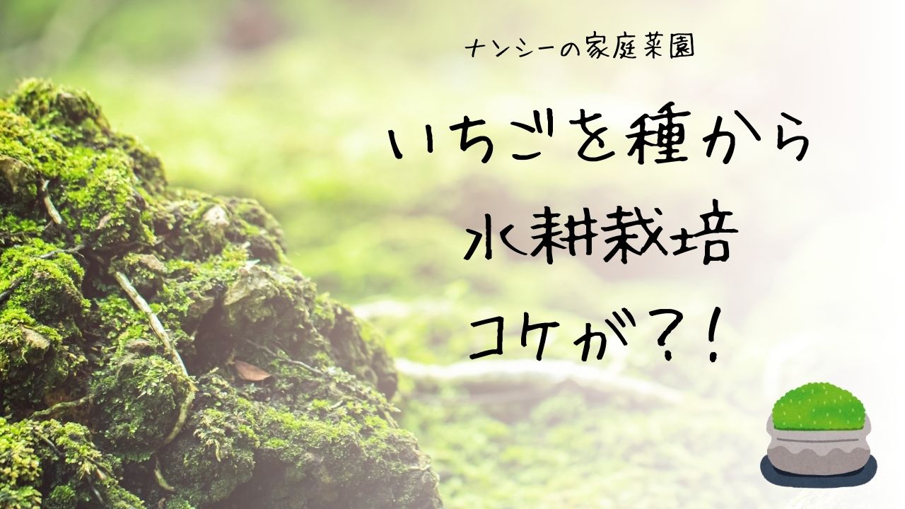 いちごを種から育てる・水耕栽培編⑦　コケが生えた？