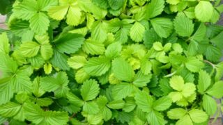 いちごを種から育てる・水耕栽培編⑧　誰かがフタを取った