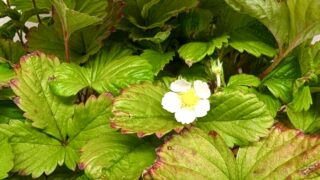いちごを種から育てる・水耕栽培編⑪　白い花が咲いた！