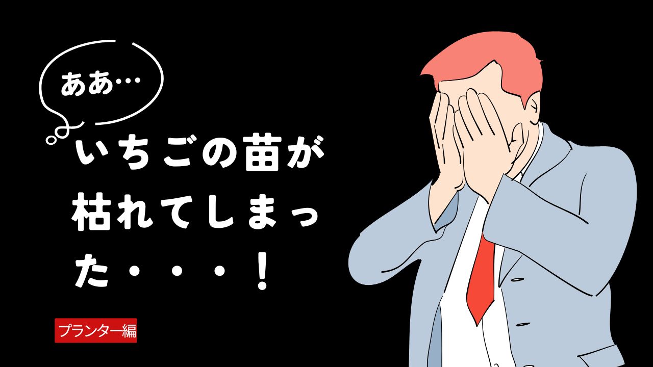 いちごを種から育てる・プランター栽培編⑤　枯れてしまった（涙）
