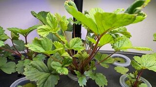 いちごを種から育てる・水耕栽培編⑩　LED水耕栽培はやっぱりスゴイ