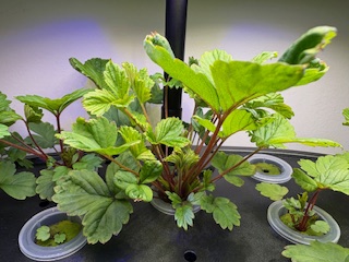 いちごを種から育てる・水耕栽培編⑩　LED水耕栽培はやっぱりスゴイ