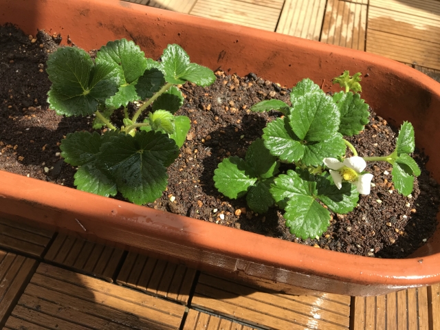 いちごを種から育てる・プランター栽培編④　たまごパックを自宅に持ち帰る