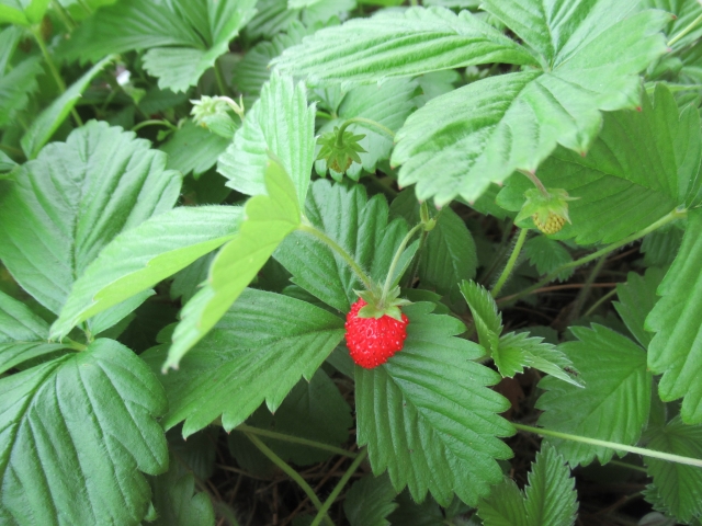 いちごを種から育てる・水耕栽培編⑫　とうとう実がなった！！