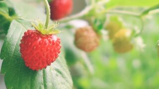 いちごを種から育てる・水耕栽培編⑬ 久しぶりに会えてワクワク