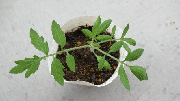 プチトマト栽培⑯　また生えて来た！