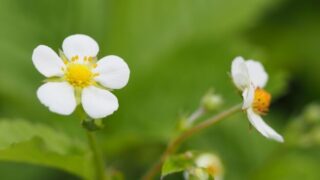 いちごを種から育てる・水耕栽培編⑮　白い花が咲いた