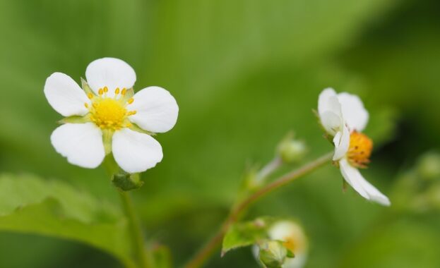 いちごを種から育てる・水耕栽培編⑮