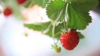 いちごを種から育てる・水耕栽培編⑭　食べてみた！