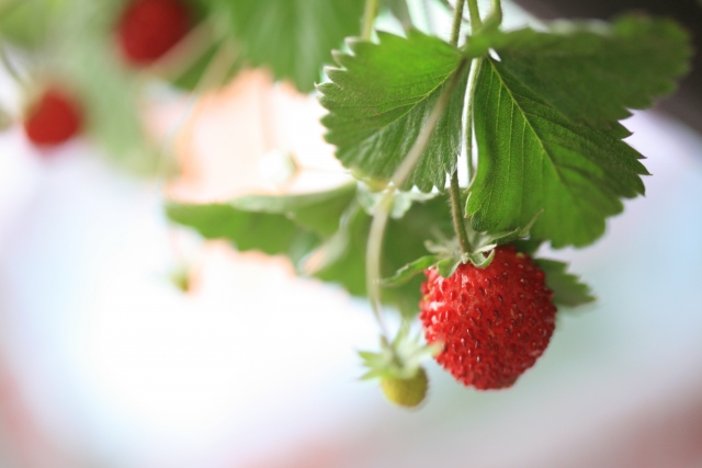 いちごを種から育てる・水耕栽培編⑭　食べてみた！