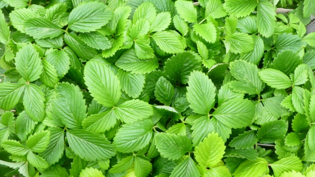 いちごを種から育てる・水耕栽培編⑯　生き返った！☆