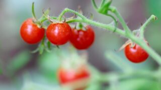 【職場で家庭菜園】プチトマト栽培⑰ 一度ダメになって切り落とした茎が再び成長!