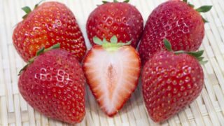 職場で水耕栽培　いちごを種から育てる！　とちあいか①　発芽準備編