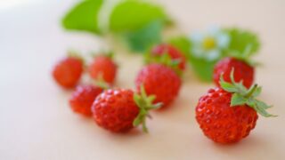 いちごを種から育てる・水耕栽培編⑰　いちごが消えた