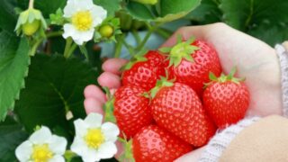 【職場で水耕栽培！】いちご「とちあいか」を種から育てる②　100粒中1粒だけ発芽した苺