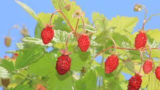 いちごを種から育てる・水耕栽培からプランターへ⑱ ワイルドストロベリー編 いちごを食べた!